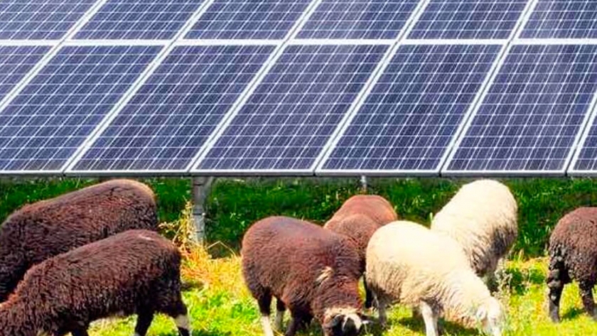 Reemplazan el corte mecánico por ovejas solares para mantener la vegetación alrededor de paneles