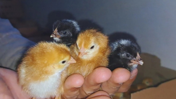 Consolidan la autosuficiencia genética de la ponedora Negra INTA en el norte argentino