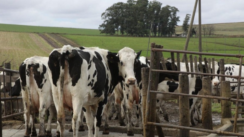 Carbap alerta sobre la situación de productores de leche
