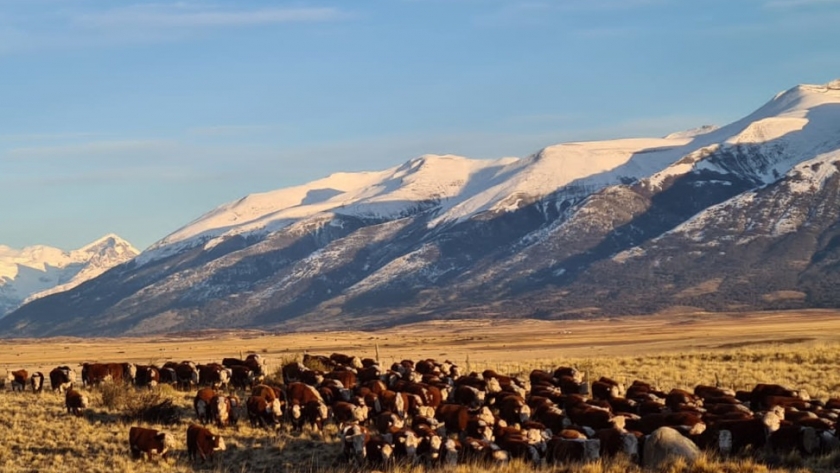Recomendaciones para el bienestar animal durante el invierno