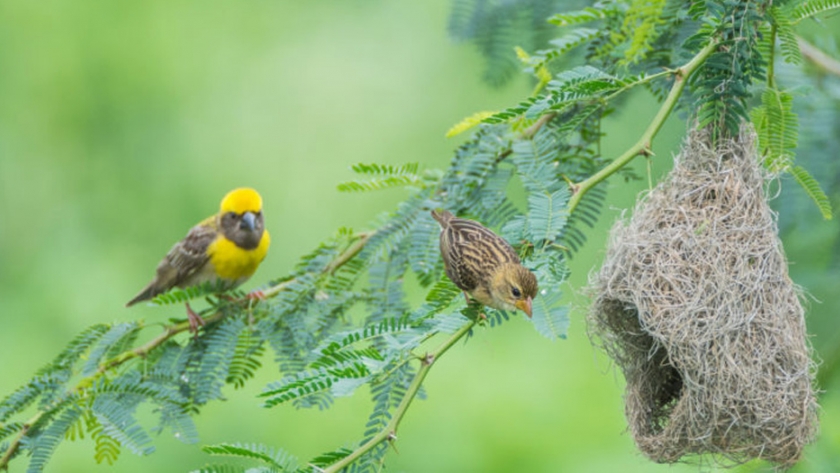 Vidas precarias de la naturaleza dentro de los huertos familiares en el noreste de la India