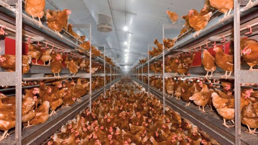 Modelo de producción 50 gallinas ponedoras | Agroempresario.com