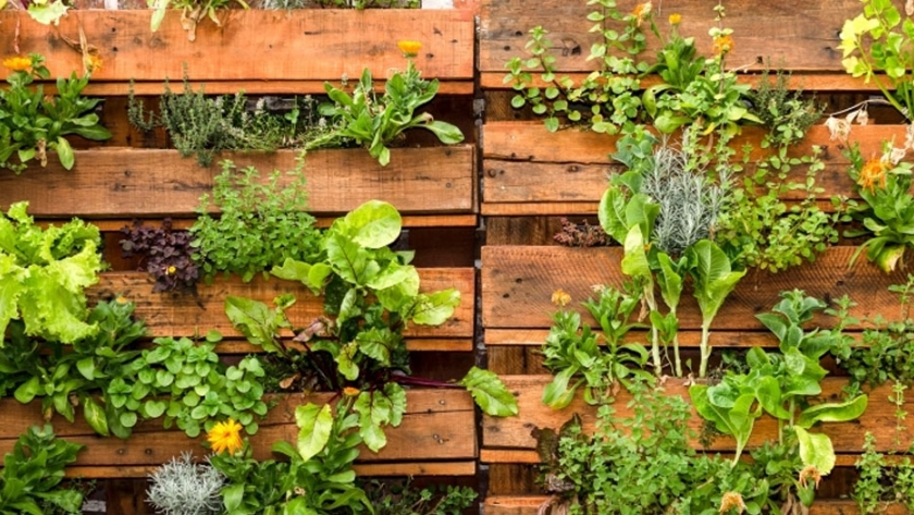 Nueve acciones para cuidar la huerta urbana