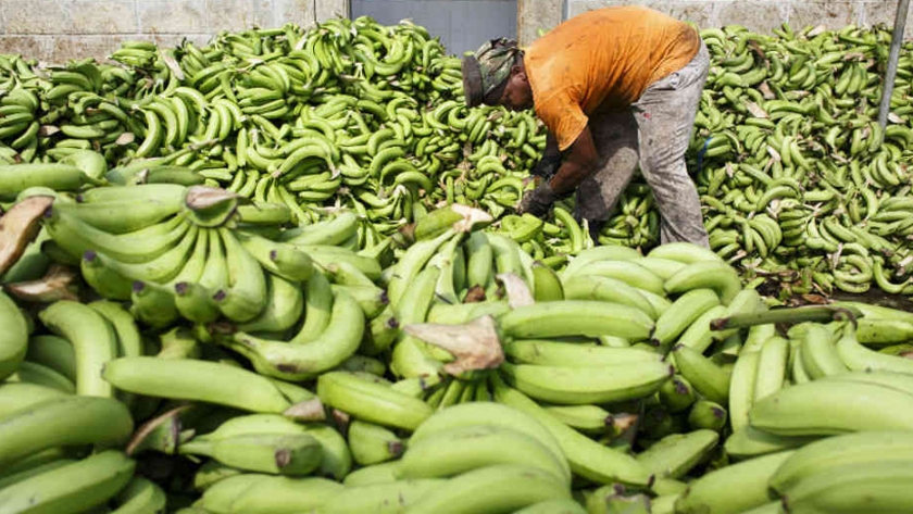 Corea del Sur, el mercado donde más creció la exportación de banano en 2020