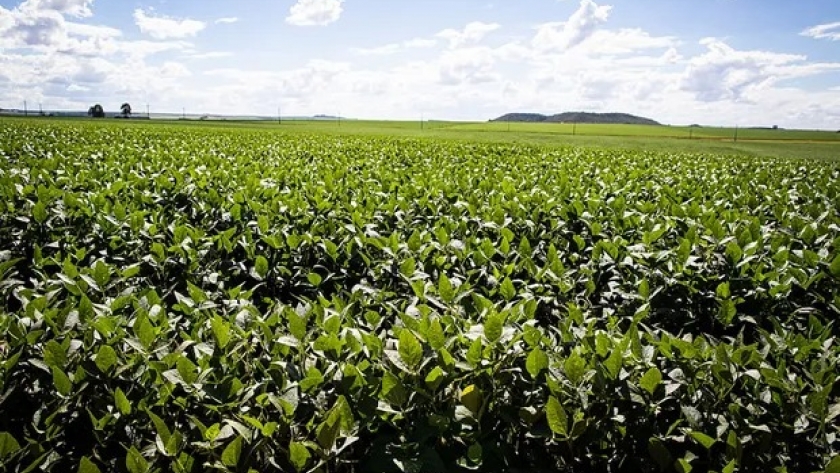 Brasil producirá un 5,5 % menos de granos en 2024