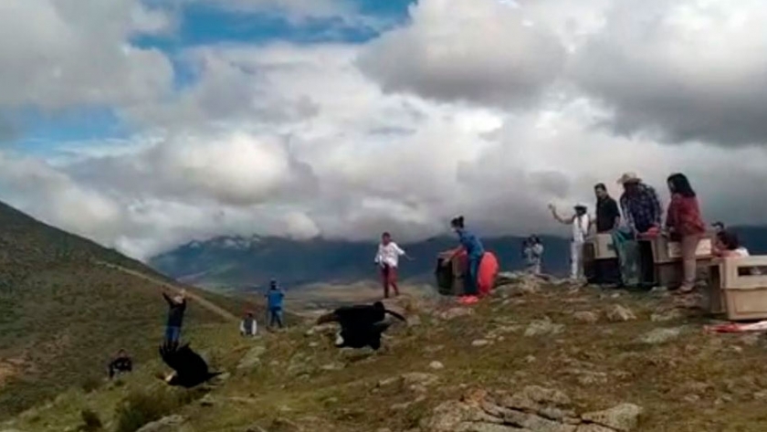 Liberan cóndores rescatados en Tafí del Valle