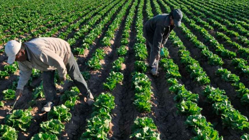Mercado: verduras, hortalizas y frutas pierden valor