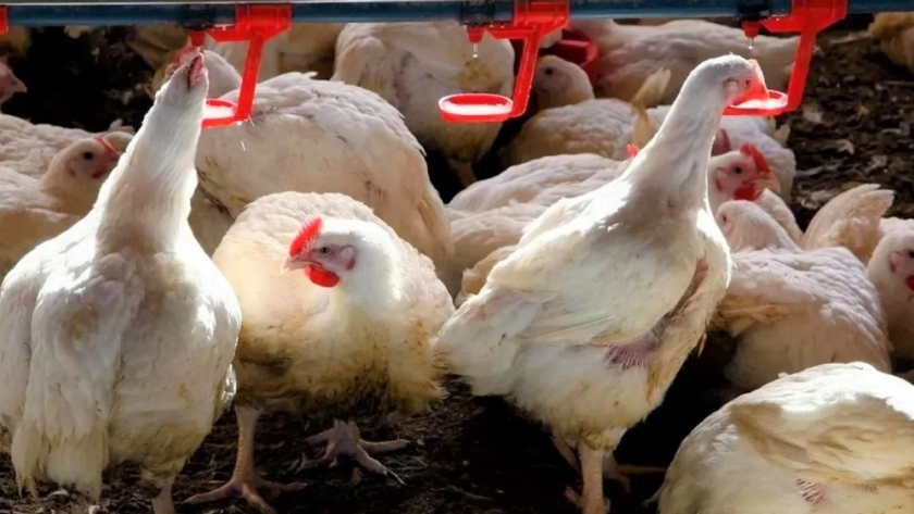 Argentina logró la reapertura del mercado de carne aviar con destino a la Unión Europea