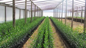 Diagnóstico de psorosis a Plantas Madres Semilleras cítricas campaña 2020-2021