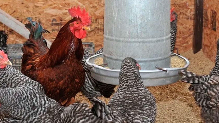 Aves: medidas para evitar el estrés por calor que mejoran la calidad de los huevos