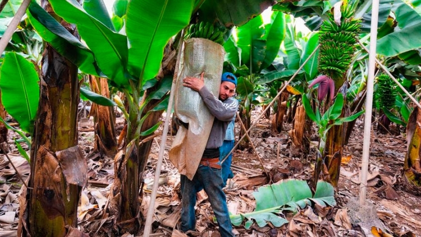 Crece la preocupación en Latinoamérica por una plaga de la banana