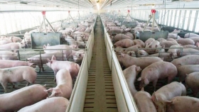 Menor impacto ambiental, Manejo de efluentes de cerdos bajo confinamiento
