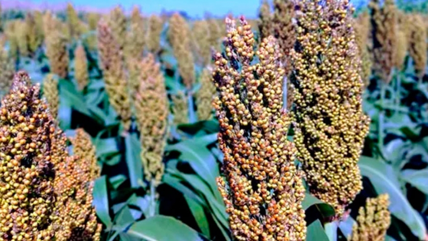 Sorgo, una pieza clave para incrementar la rentabilidad ganadera