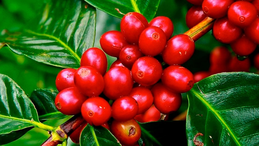Producción de café: verifique las principales enfermedades y plagas