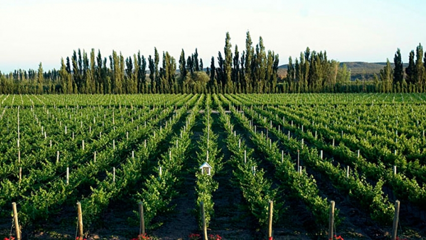 Río Negro: productores del vino impulsan los Caminos del Vino