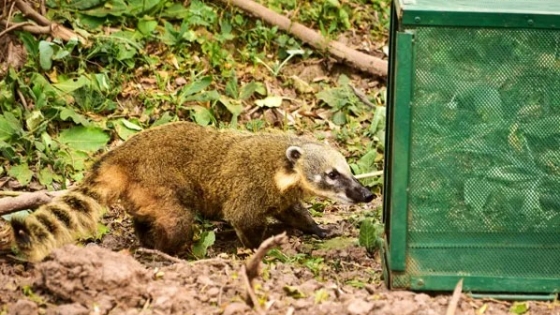 Liberan al hábitat natural 128 animales que estaban en cautiverio