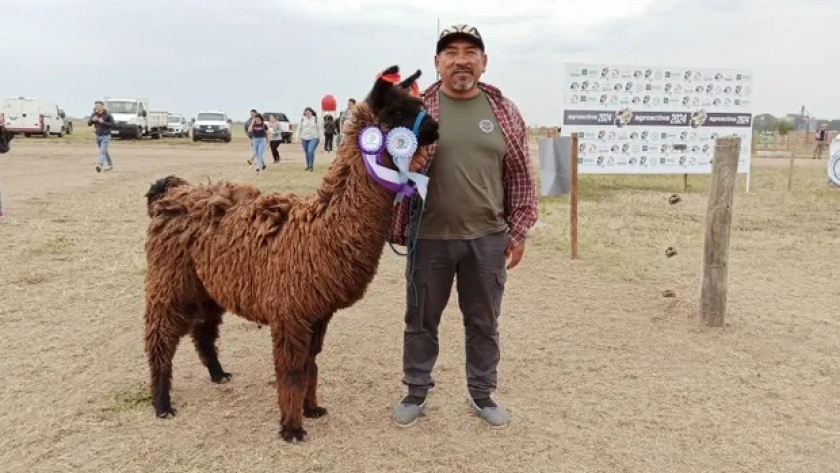 Las llamas y la revolución de una producción ancestral: el criador que trae genética boliviana a la Argentina para abastecer la demanda de carne