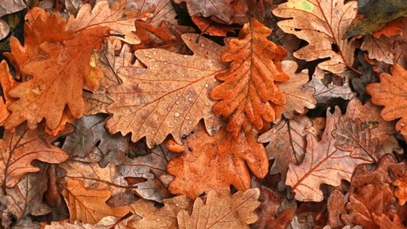 ¿Cómo convertir las hojas secas en abono o cobertores de suelo para huertas?