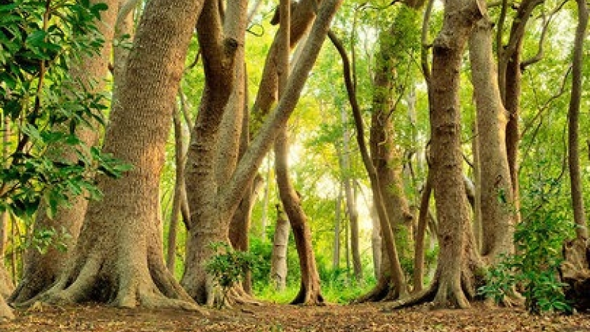 La “cultura del árbol”: cómo es el plan de Mendoza para impulsar la forestación