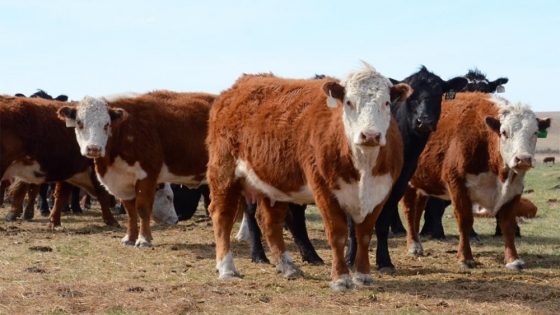 Exportaciones de carne crecen 23% en agosto