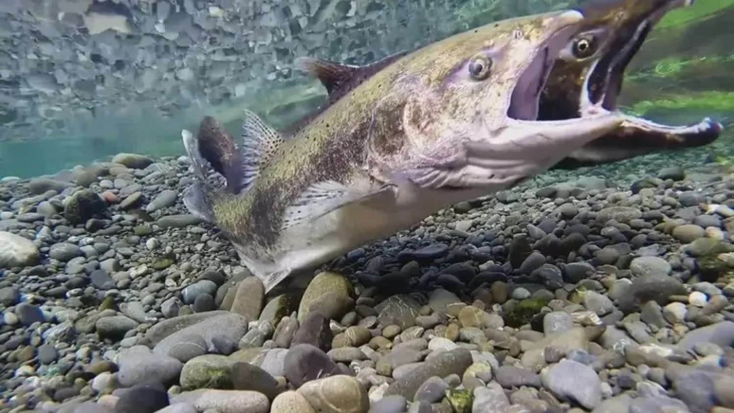 Un pez invasor, una estrategia integral: Santa Cruz ordena la pesca del salmón Chinook