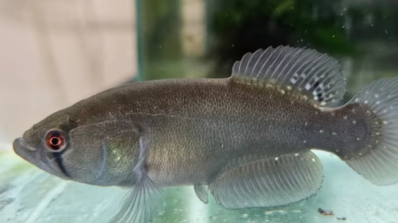 Descubren en Chaco una nueva especie de pez: “Vive rápido, muere joven y renace bajo tierra”