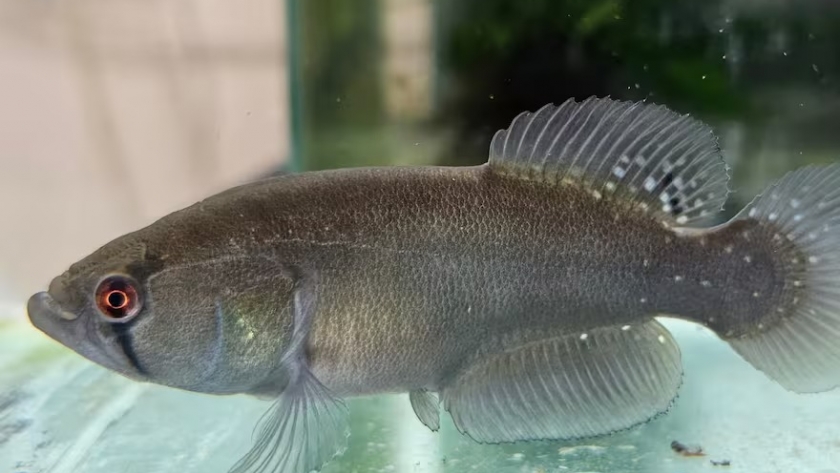 Descubren en Chaco una nueva especie de pez: “Vive rápido, muere joven y renace bajo tierra”