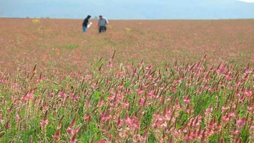 Una leguminosa poco tradicional, evaluada como cultivo de servicio en el semiárido cordobés