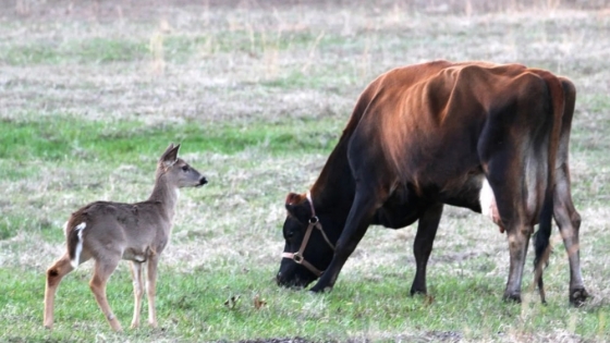 La OMSA advierte sobre el riesgo sanitario en la interacción entre fauna silvestre y ganado