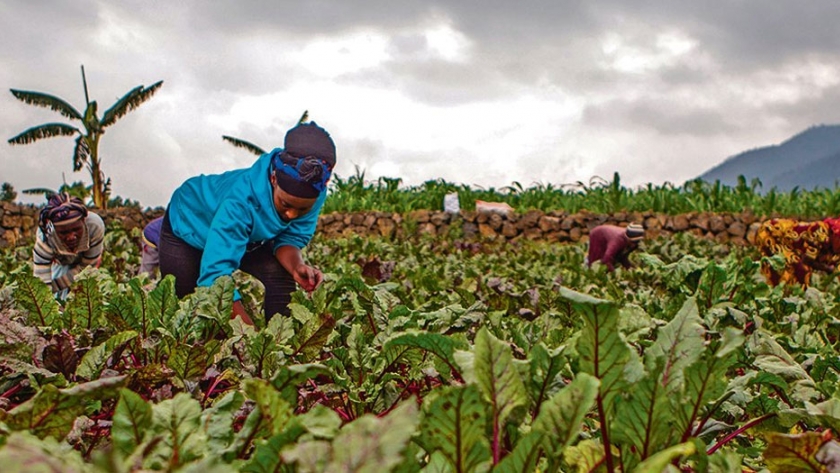 África debe repensar su enfoque de la agricultura