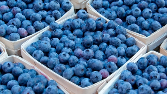 Arándanos: Argentina apuesta a nichos y redefine exportaciones