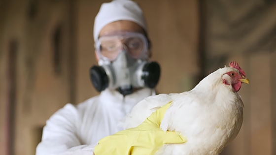 La gripe aviar evoluciona y refuerza su amenaza global: crecen los controles y el desarrollo de vacunas