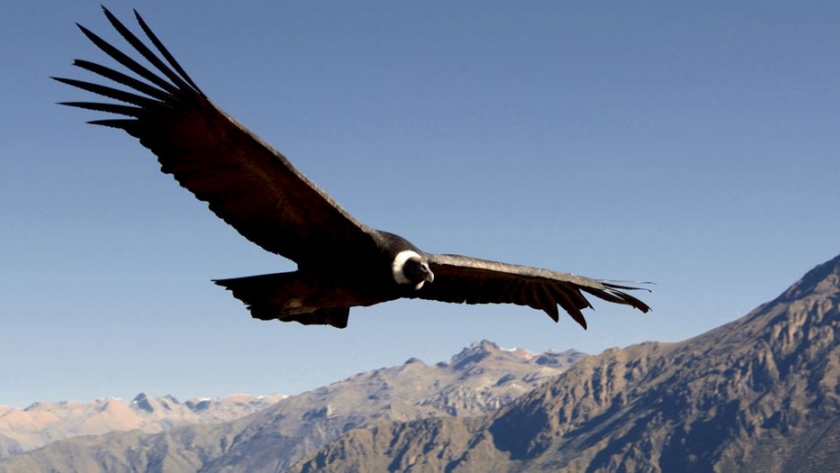 Ambiente evaluará la presencia de cóndores en el Parque de Tecnologías Ambientales