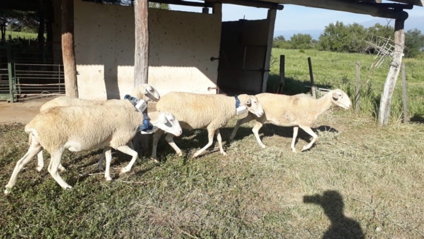 Pruebas a campo de dispositivos para el monitoreo del ganado