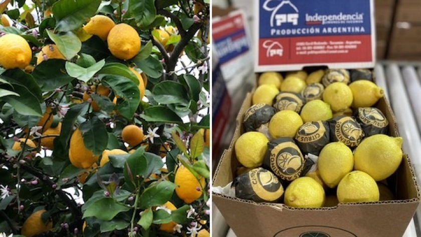 La demanda de limones aumenta en Norteamérica gracias a la reapertura de la hostelería