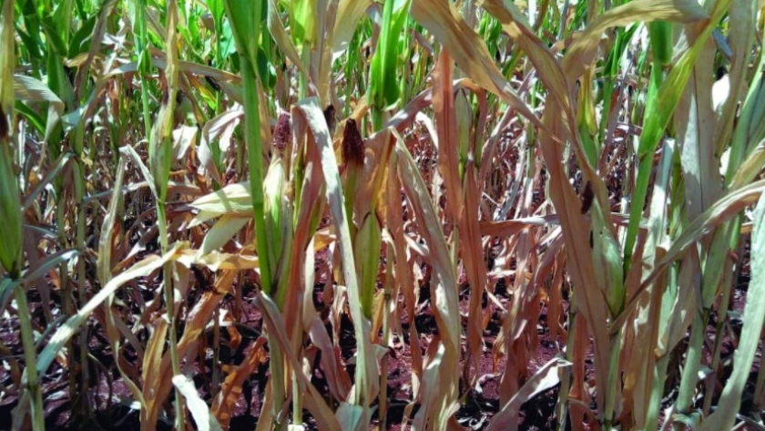 Créditos a tasa cero por Emergencia Agropecuaria