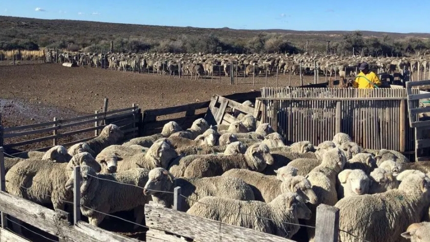 El Gobierno provincial lanza la Encuesta Pecuaria 2020 