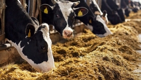 Sequía: en Capital y El Sombrero continúa la entrega de alimentos para ganado a pequeños productores