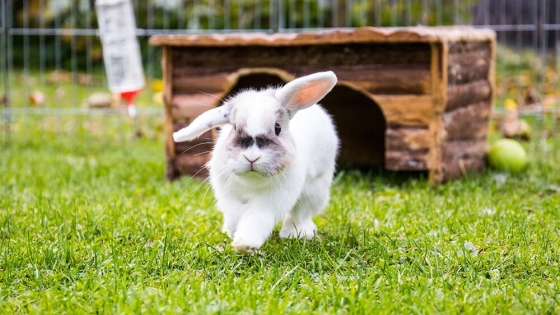 De plaga a factor ecológico: cómo los conejos modificaron millones de hectáreas en Australia