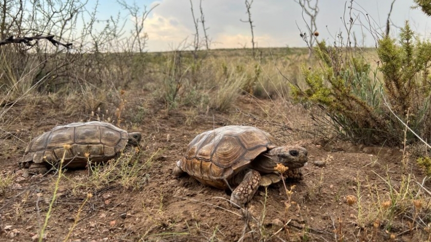 Liberaron tortugas terrestres en la Reserva Provincial Pichi Mahuida