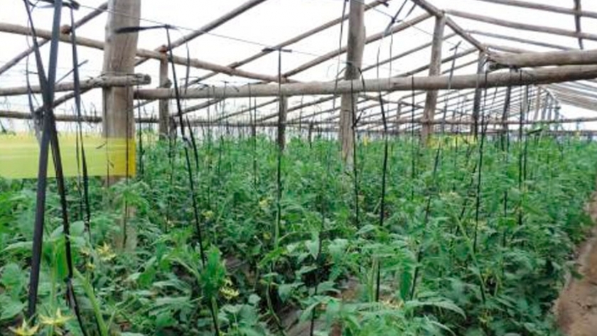 Crece el interés por el manejo agroecológico en horticultura