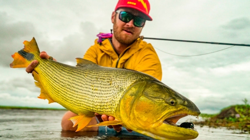 Rige la veda para la pesca del dorado en Entre Ríos