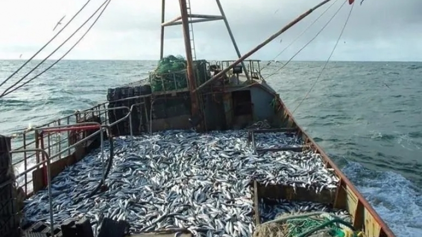 Consejo Federal Pesquero. Sesión semanal, Acta Nro. 13/2024. Asignaron 2315 toneladas de Merluza Hubbsi y Santa Cruz pide mayor volumen de langostino procesado a bordo