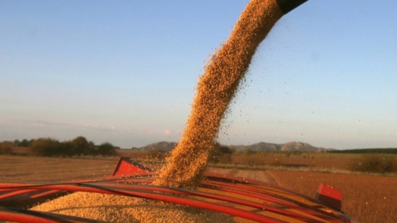 <Los precios internacionales de la soja y el maíz cayeron 8% en un mes
