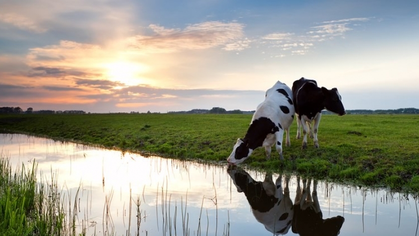 Manejo del agua en la producción agrícola y ganadera