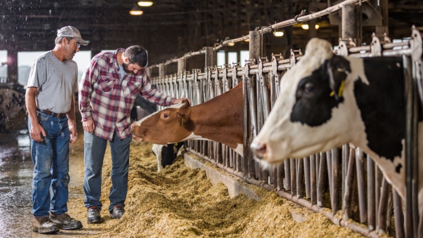 Bovaer drives methane reduction in US dairy farms, says Elanco