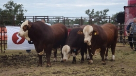 Con los Braford la ganadería pisó fuerte en Expoagro