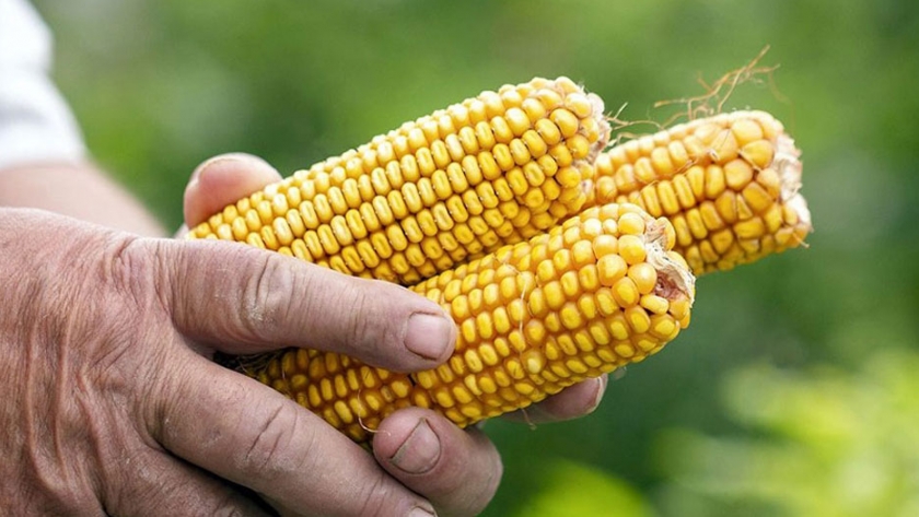 San Martín: entregan una tonelada de maíz amarillo duro a agricultores de Papaplaya