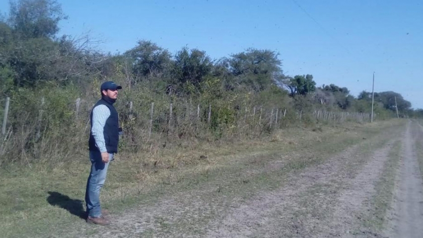 Continúa de forma ininterrumpida la vigilancia de langostas