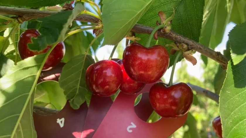 Mendoza comenzó la cosecha de cerezas, con buena calidad